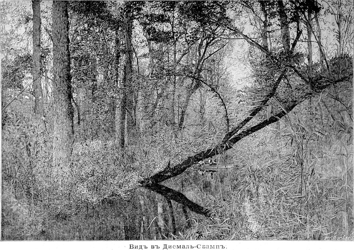 097 Вид в Дисмаль-Свамп